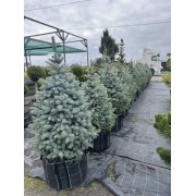 Ялина колюча блакитна Супер Блю Сідлінг / СБС 120-140 см